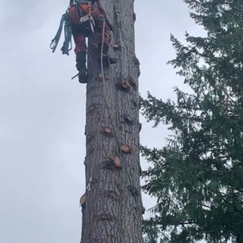 Washington Tree Services - Tree Services Near Me - Bothell, Washington Washington Tree Services - Tree Services Near Me - Bothell, Washington