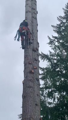 Tree removal - This job was for a client with very big trees that made them scared to have them in their yard, especially after the storm that had blown past and they had heard from their neighbors about a tree falling on their cars/houses, so they decided to be safe and get a removal done.
### Climbing and Setup
Ascending this tree was no small feat. I relied on my spurs, harness, and climbing lines to secure myself as I worked my way up. Every movement required focus and balance, especially given the height and weight of the tools I carried. My setup for rigging—using blocks and lowering lines—worked flawlessly, allowing my ground crew to manage each section safely as I cut.
### Sectional Cutting
The removal itself was methodical. I started with the branches, trimming them systematically while ensuring they fell away from the tree and onto a clear drop zone. The real test came with the trunk sections. Each cut needed precision—not just for accuracy but to control the fall of heavy logs. I’m particularly pleased with how clean and straight my cuts were, ensuring the pieces were easy to handle and transport.
### Safety and Communication
Maintaining safety is always my top priority. I made sure my climbing system was always double-checked, and I stayed in constant communication with my ground crew. Everyone was on the same page, which is a testament to good teamwork and preparation.
### Cleanup and Debris Removal
Once the tree was down, the ground team chipped the branches and loaded the larger logs onto the truck. By the time we were done, the site was spotless, leaving the client with a clean slate for future landscaping.
Overall, I’m proud of how this removal went. I was able to satisfy my client and and was happy to go above and beyond for them. Now, they have comfort in knowing when a storm hits again, they won’t have to worry!! Tree removal - This job was for a client with very big trees that made them scared to have them in their yard, especially after the storm that had blown past and they had heard from their neighbors about a tree falling on their cars/houses, so they decided to be safe and get a removal done.
### Climbing and Setup
Ascending this tree was no small feat. I relied on my spurs, harness, and climbing lines to secure myself as I worked my way up. Every movement required focus and balance, especially given the height and weight of the tools I carried. My setup for rigging—using blocks and lowering lines—worked flawlessly, allowing my ground crew to manage each section safely as I cut.
### Sectional Cutting
The removal itself was methodical. I started with the branches, trimming them systematically while ensuring they fell away from the tree and onto a clear drop zone. The real test came with the trunk sections. Each cut needed precision—not just for accuracy but to control the fall of heavy logs. I’m particularly pleased with how clean and straight my cuts were, ensuring the pieces were easy to handle and transport.
### Safety and Communication
Maintaining safety is always my top priority. I made sure my climbing system was always double-checked, and I stayed in constant communication with my ground crew. Everyone was on the same page, which is a testament to good teamwork and preparation.
### Cleanup and Debris Removal
Once the tree was down, the ground team chipped the branches and loaded the larger logs onto the truck. By the time we were done, the site was spotless, leaving the client with a clean slate for future landscaping.
Overall, I’m proud of how this removal went. I was able to satisfy my client and and was happy to go above and beyond for them. Now, they have comfort in knowing when a storm hits again, they won’t have to worry!!