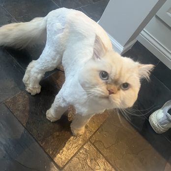 PurrFurred Pet Styling - Naperville - Pet Groomers Near Me - Naperville, Illinois PurrFurred Pet Styling - Naperville - Pet Groomers Near Me - Naperville, Illinois