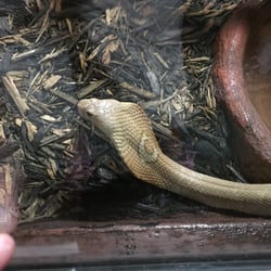 Texas Reptile Zoo - Best reptile zoo we have been to. All the animals were active. Got to see a live feeding of the crocs. & more attractions coming