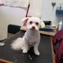 Photo of Total Pawfection Dog Grooming