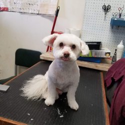 Total Pawfection Dog Grooming