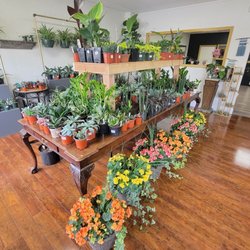 Pearl Plants