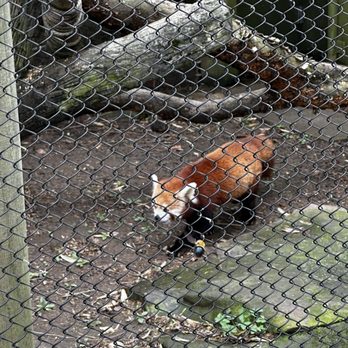 Zoo Knoxville - Zoos Near Me - Knoxville, Tennessee Zoo Knoxville - Zoos Near Me - Knoxville, Tennessee