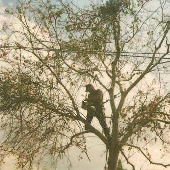 Legendary Tree Service - Tree Services Near Me Legendary Tree Service - Tree Services Near Me