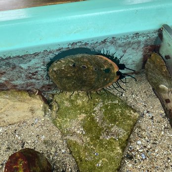 Back Bay Science Center - Abalone in the touch tank - Specialty Schools Near Me - Newport Beach, California