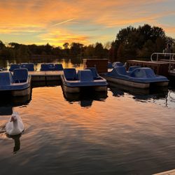 The Boathouse at Forest Park - White goose comes to say hello.