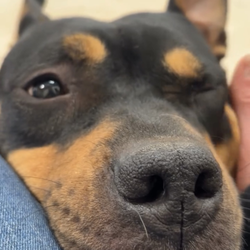 Bed N' Bones Kennel