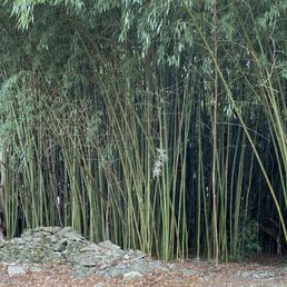 Bamboo Bamboo