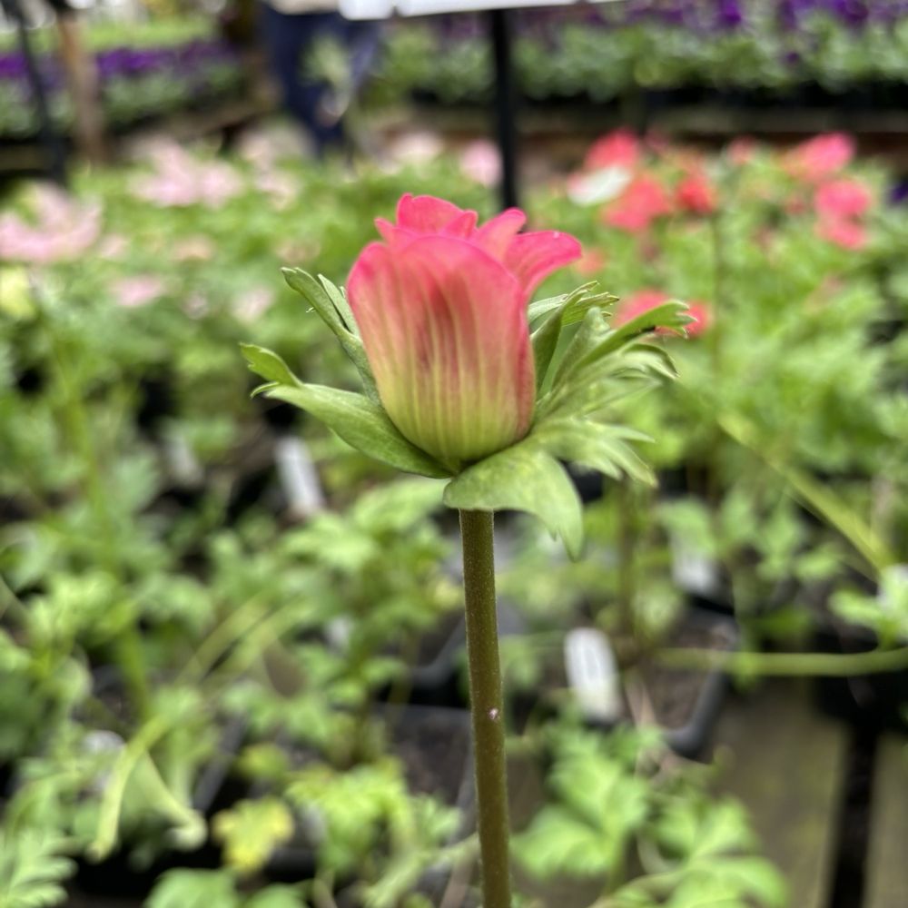 Half Moon Bay Nursery - Nurseries & Gardening Near Me - Half Moon Bay, California