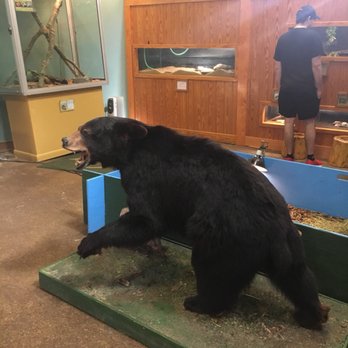 Zoo-Bear Hollow Wildlife Trail - Zoos Near Me - Athens, Georgia
