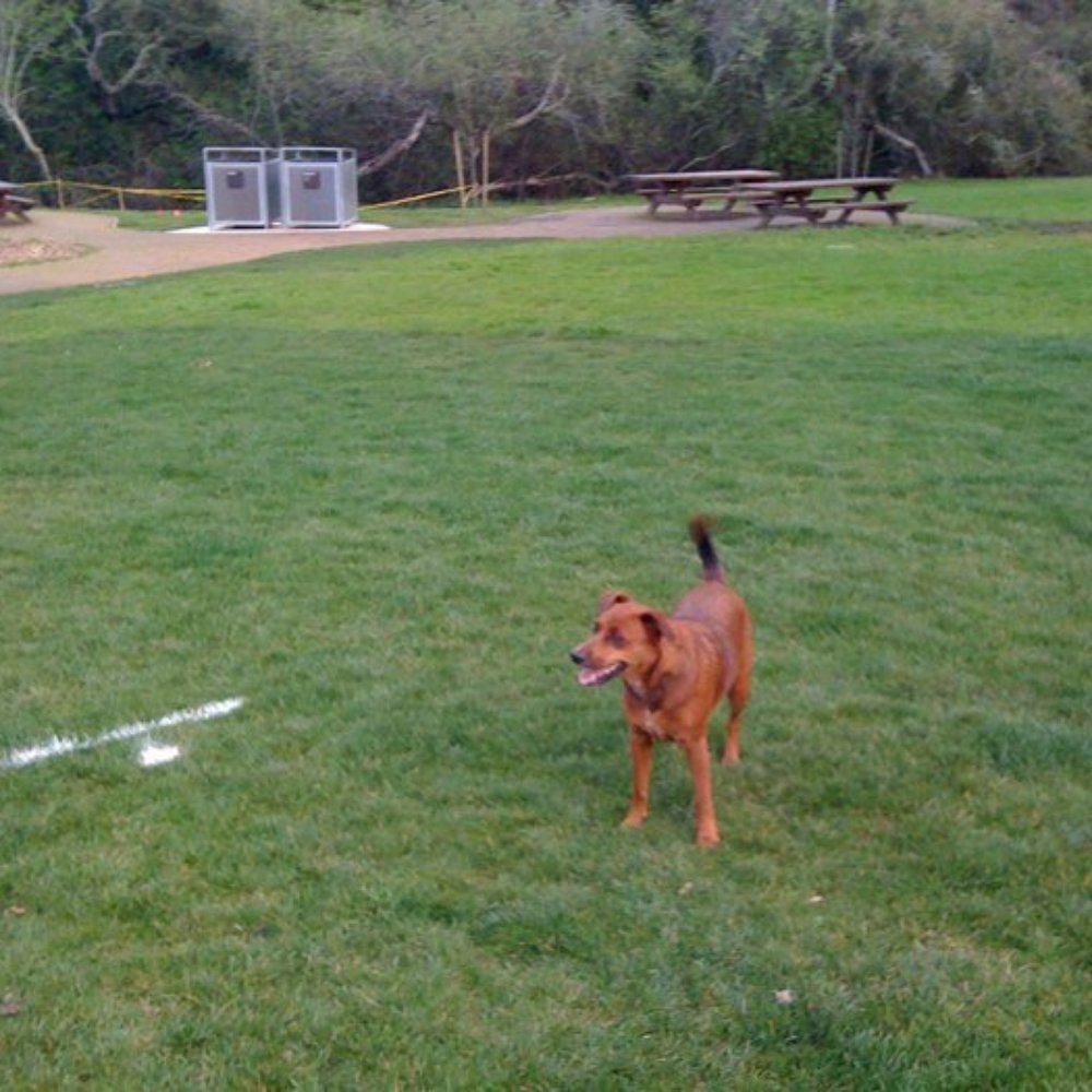 Laurelwood Park/Sugarloaf - Puppy friendly :) - Parks Near Me - San Mateo, California Laurelwood Park/Sugarloaf - Puppy friendly :) - Parks Near Me - San Mateo, California