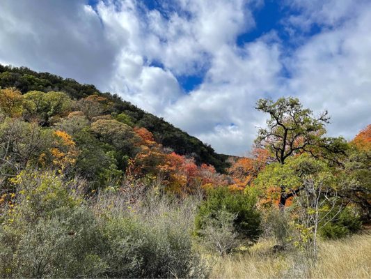 Lost Maples State Natural Area by null