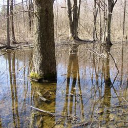 Brookdale Preserve - Photo by Nigel P. Kent