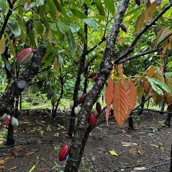 Lydgate Farms - Botanical Gardens Near Me - Kapaa, Hawaii Lydgate Farms - Botanical Gardens Near Me - Kapaa, Hawaii