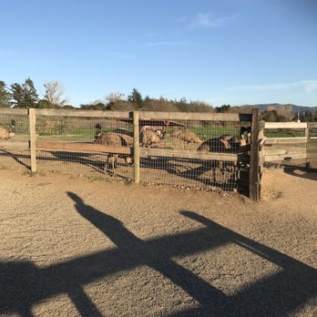Ostrichland USA - Attraction Farms Near Me - Solvang, California Ostrichland USA - Attraction Farms Near Me - Solvang, California