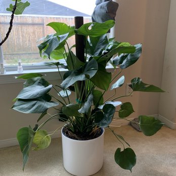 Tall Plants - Nurseries & Gardening Near Me - Houston, Texas Tall Plants - Nurseries & Gardening Near Me - Houston, Texas