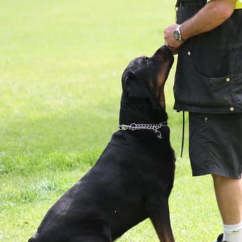 Circle K9 - Lead trainer, Dave Ketterer, with a handsome Rotwieler trainee - Pet Training Near Me - Magnolia, Texas Circle K9 - Lead trainer, Dave Ketterer, with a handsome Rotwieler trainee - Pet Training Near Me - Magnolia, Texas