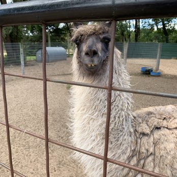 Peck's Farm Market 1 West - a llama looking through a fence - Farmers Market Near Me - Spring Green, Wisconsin Peck's Farm Market 1 West - a llama looking through a fence - Farmers Market Near Me - Spring Green, Wisconsin
