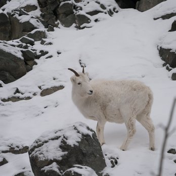 Caribou Creek Recreational Mining Area - Dall sheep female - Hiking Near Me - Sutton, Alaska