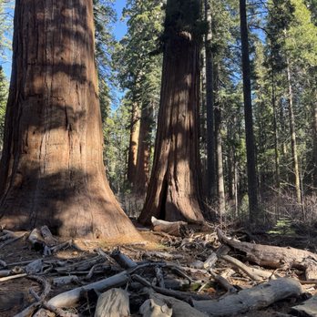 Calaveras Big Trees State Park - Parks Near Me - Arnold, California