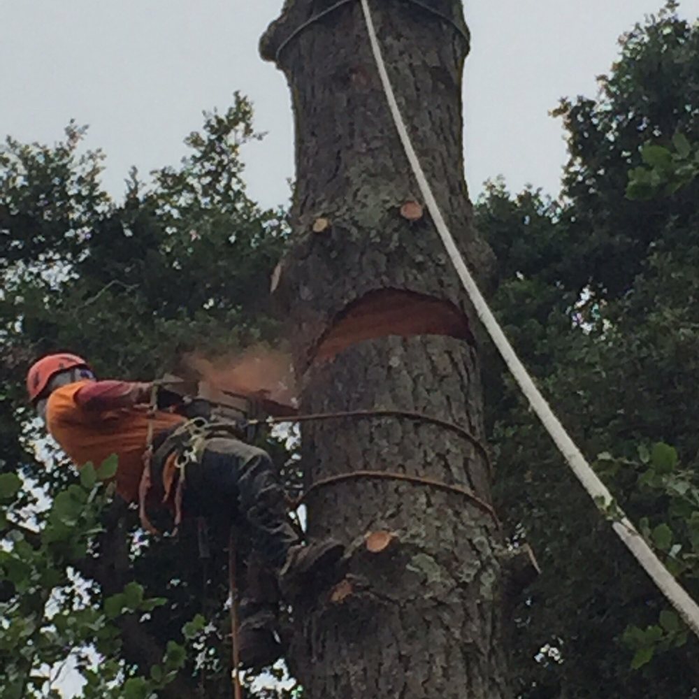 Golden Oaks Tree Services - Tree Services Near Me Golden Oaks Tree Services - Tree Services Near Me