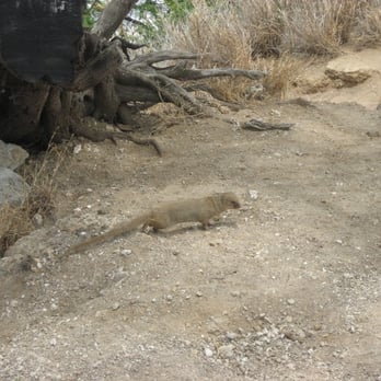 Diamond Head Lookout - Mongoose imported by stupid people a long time ago to try to take care of rat problem. - Parks Near Me - Honolulu, Hawaii Diamond Head Lookout - Mongoose imported by stupid people a long time ago to try to take care of rat problem. - Parks Near Me - Honolulu, Hawaii