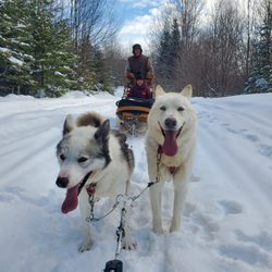 D-Tour - Dogsledding Mont-Tremblant | Authentic ride