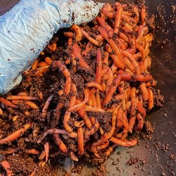 San Diego Worm Farm