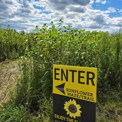 Orchard Store at Old Homestead - Wandered through the sunflower maze