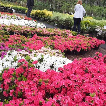 Country Gardens - This place rocks!! Pictures will say a thousand words beautiful plants check out the gift shop. Lots of beautiful gifts and nick nacks... - Nurseries & Gardening Near Me - Whiting, New Jersey Country Gardens - This place rocks!! Pictures will say a thousand words beautiful plants check out the gift shop. Lots of beautiful gifts and nick nacks... - Nurseries & Gardening Near Me - Whiting, New Jersey