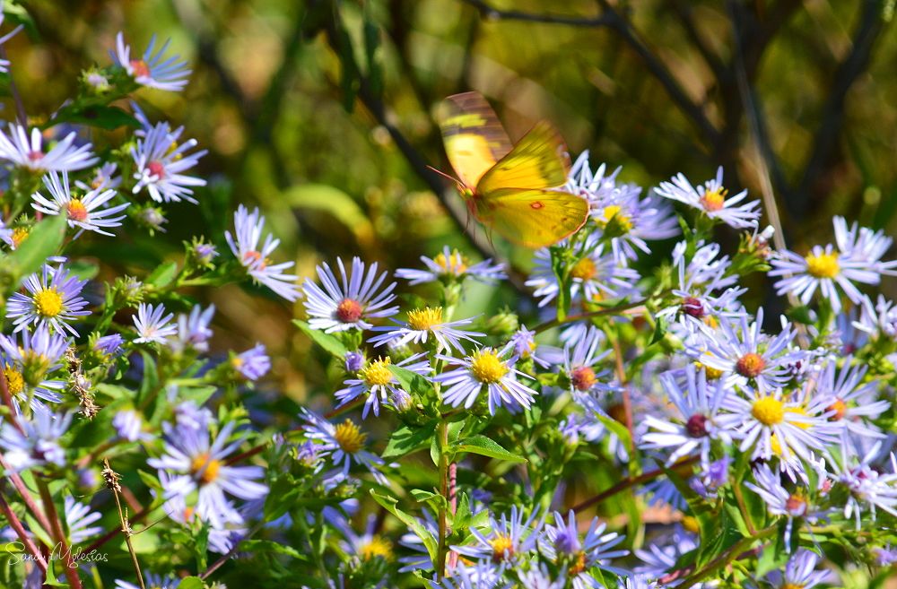 AUGUSTA SPRINGS WETLANDS TRAIL Updated April 2025 52 Photos 2735