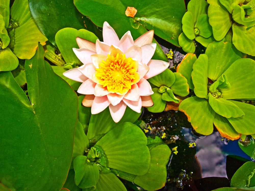 Center for Insight - grief counselor in St. Petersburg, FL