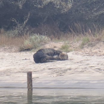 Kayak Connection - Snuggly little sea otter on shore - Rafting/Kayaking Near Me - Moss Landing, California Kayak Connection - Snuggly little sea otter on shore - Rafting/Kayaking Near Me - Moss Landing, California