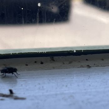 Noosa Beach Grill - More flies! - American Near Me - Kill Devil Hills, North Carolina Noosa Beach Grill - More flies! - American Near Me - Kill Devil Hills, North Carolina