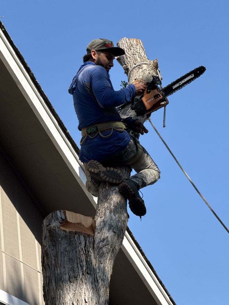 Portillo Tree Service - tree service in San Antonio, TX