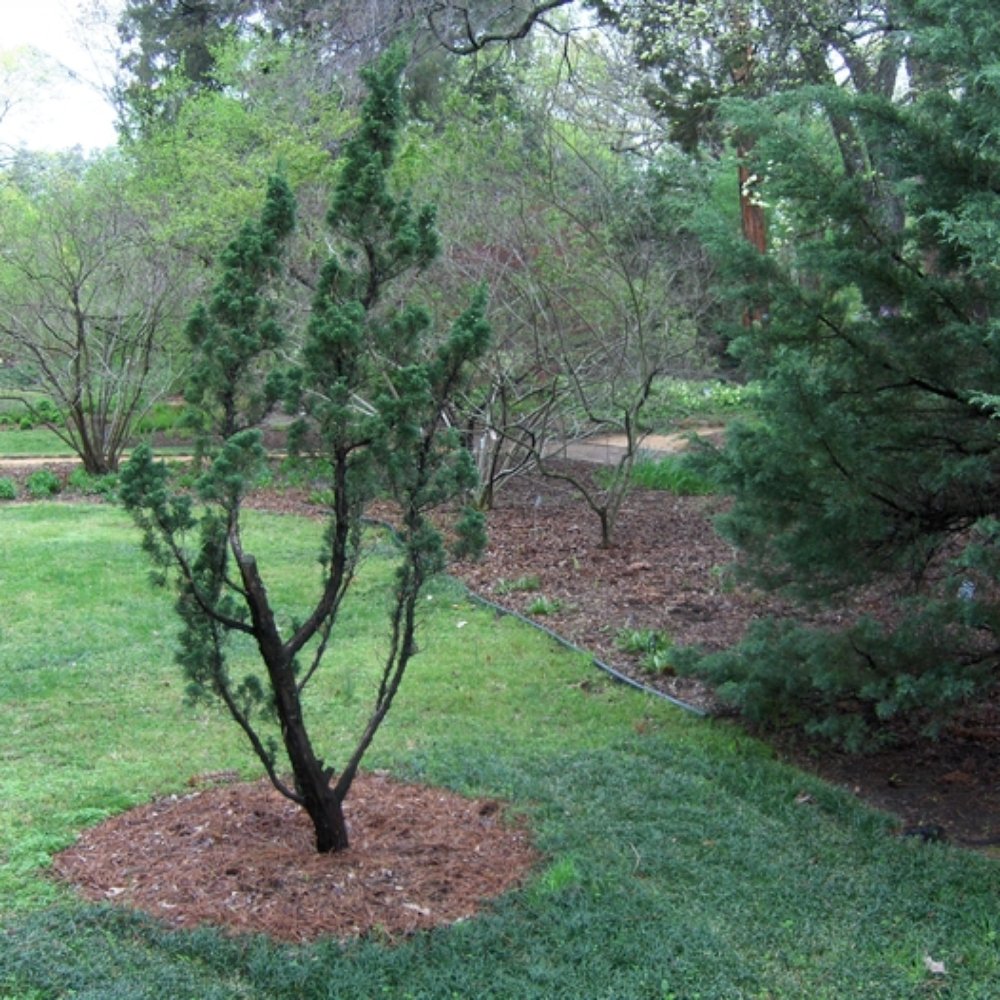 Coker Arboretum - Botanical Gardens Near Me - Chapel Hill, North Carolina