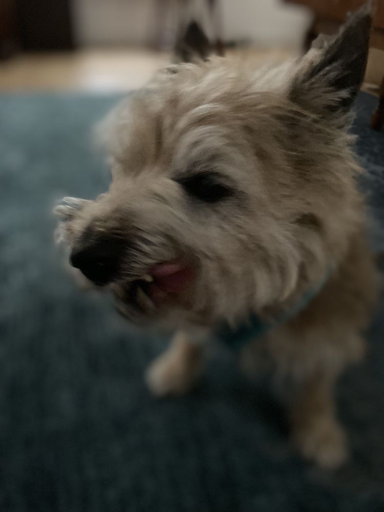 BUDDYS PET STOP Updated October 2024 10 Photos & 18 Reviews 325