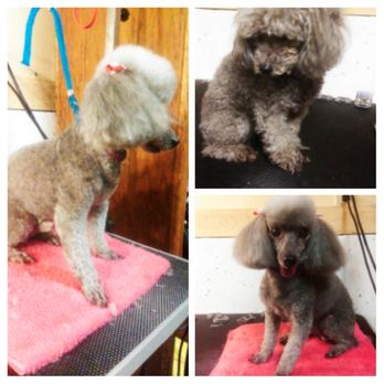 Grooming Garage - Mini poodle senior cut - Pet Groomers Near Me - Ocean Park, Washington