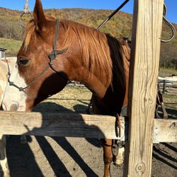 The Marriott Ranch Bed and Breakfast