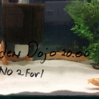 Concord Aquarium - Golden Dojo Loaches! - Local Fish Stores Near Me - Concord, California