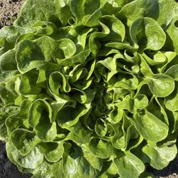 Pixca farm - Lettuce