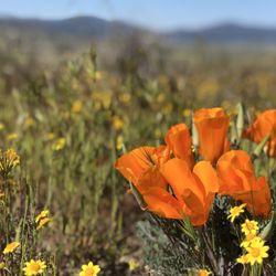 Eagle Rock Hike - Spring 2019
