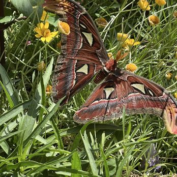 Springs Preserve - Atlas Moth - Botanical Gardens Near Me - Las Vegas, Nevada Springs Preserve - Atlas Moth - Botanical Gardens Near Me - Las Vegas, Nevada