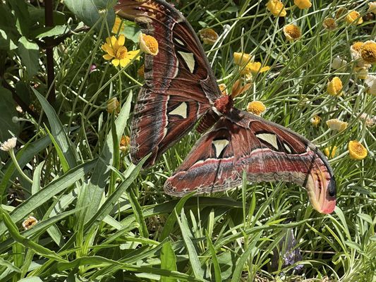 Springs Preserve by null