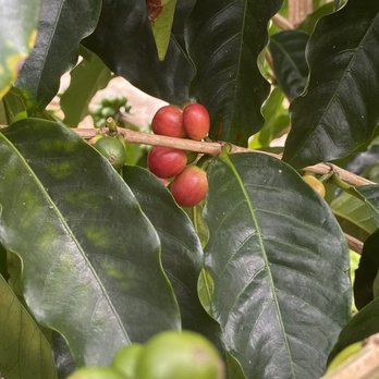 Ka'u Coffee Mill - Ripe coffee berries - Coffee & Tea Near Me - Pahala, Hawaii