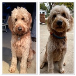 Country Club Pet Salon - Before ... and after!