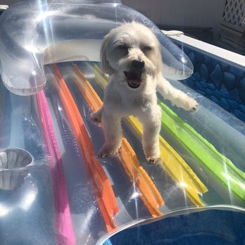 Bobby & Paws Pet Studio - Pet Groomers Near Me - Queens, New York