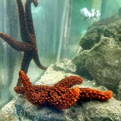 Projeto Hippocampus - Estrellas de mar