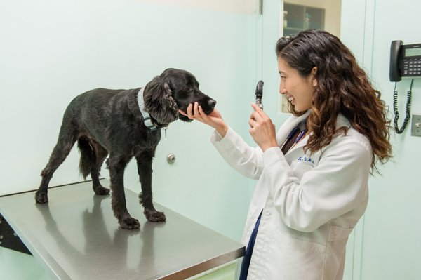 West Village Veterinary Hospital by null